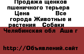 Продажа щенков пшеничного терьера › Цена ­ 30 000 - Все города Животные и растения » Собаки   . Челябинская обл.,Аша г.